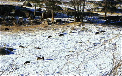 Rose Creek Wolf Pack