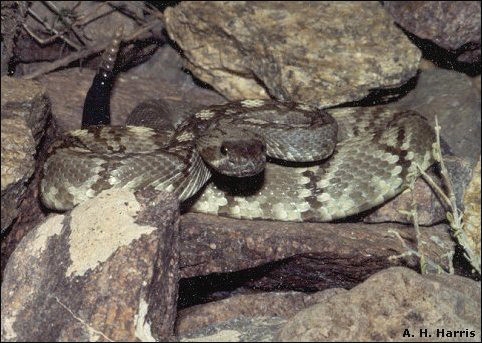 Black-tailed Rattlesnake, Crotalus molossus, in striking position