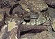 thumbnail of a black-tailed rattlesnake