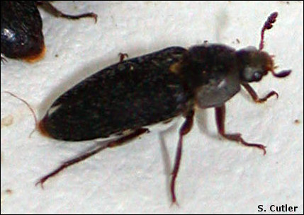 Adult dermestid beetle