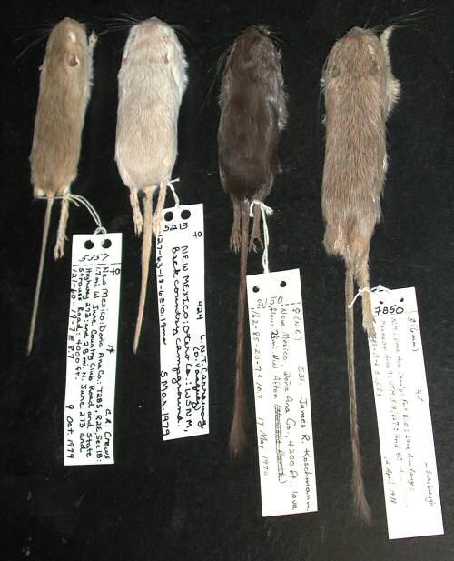 two species and four colors of pocket mice