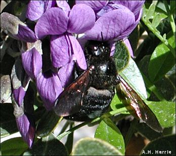 blowup of section wit carpenter bee