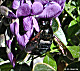 thumbnail of carpenter bee on mountain laurel blossoms