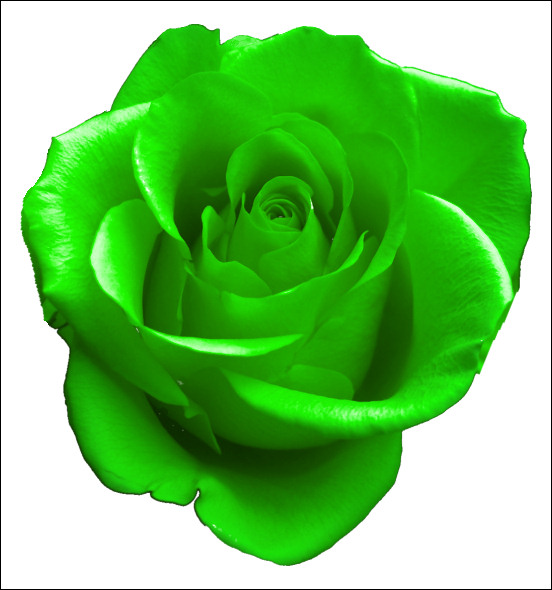 green rose