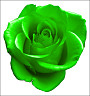 thumbnail of a green rose