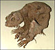 thumbnail of a prairie dog mummy