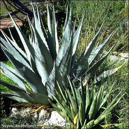 Two species of Agave