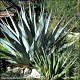 thumbnail of two species of agave
