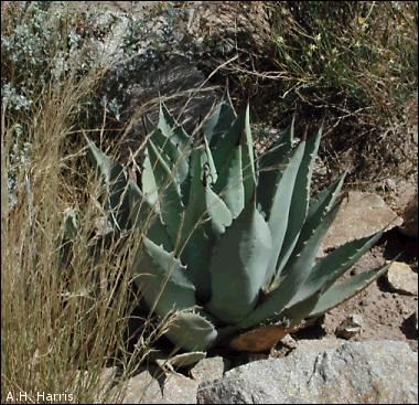 Agave plant