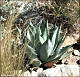 thumbnail of New Mexican agave