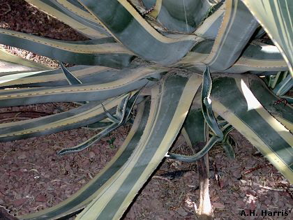 Agave with small clones around base