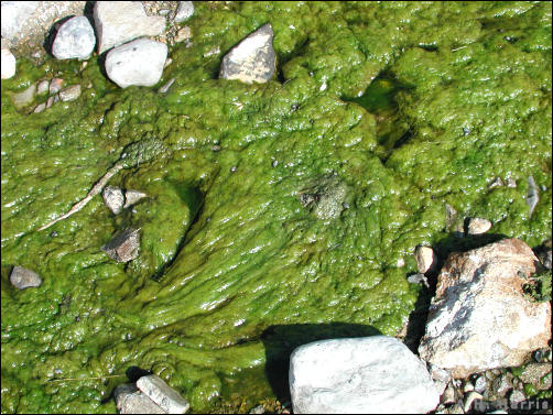 algae in a temporary stream