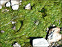 thumbnail of algae