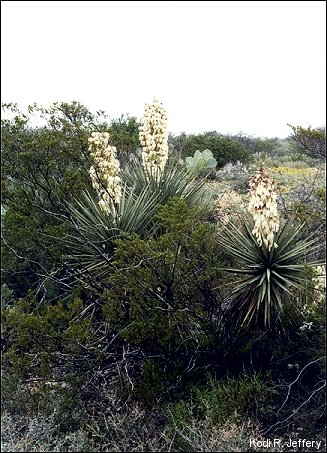 creosotebush