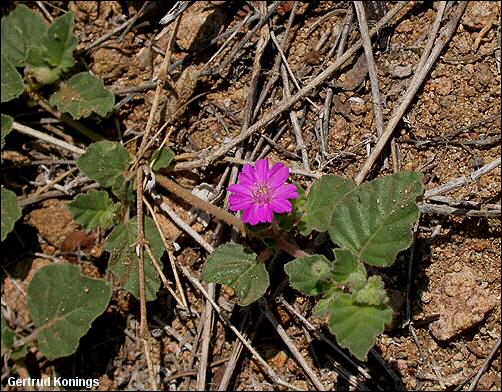 flowers and leaves of Allionia incarnata