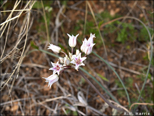 flowers of large-flower onion