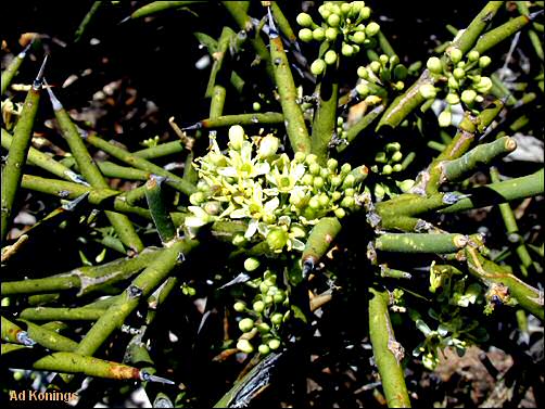 flowers and branches of Allthorn