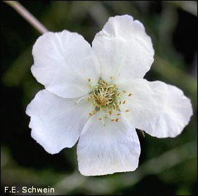 Flower of Apache Plume