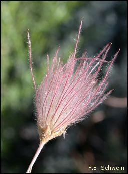 fruit of Apache Plume