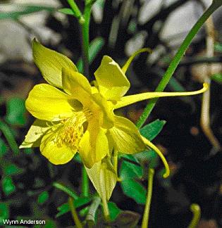 columbine blossom