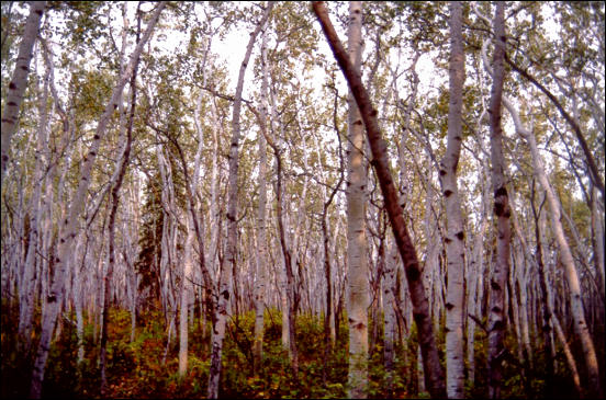 aspen grove