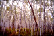 thumbnail of an aspen grove