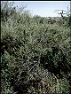 thumbnail of four-wing saltbush shrubs