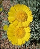 thumbnail of desert marigold flowers