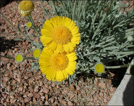 flowers of Desert Marigold