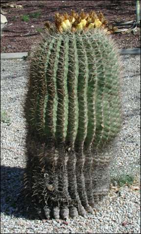 photo of barrel cactus