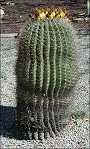 thumbnail of a barrel cactus