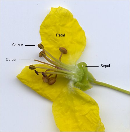 flower, showing basic structure