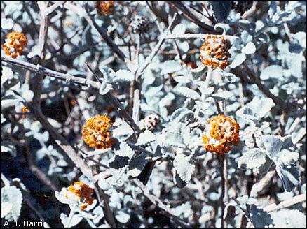 flowers and foliage