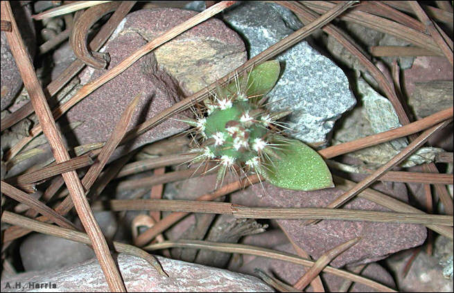 Young cactus showing the first leaves