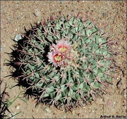 cactus photo