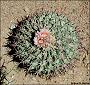 thumbnail of a cactus plant in bloom