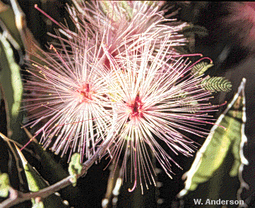 Fairy Duster flowers