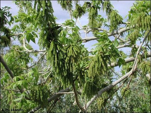 pecan catkins