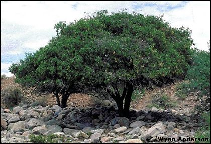 Hackberry trees