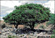 thumbnail of netleaf hackberry trees