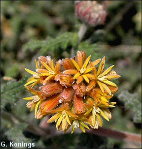 Overview of Stingleaf, Cevallia sinuata