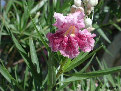 Desert Willow bloom