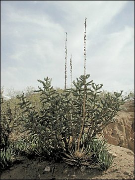 cholla cactus