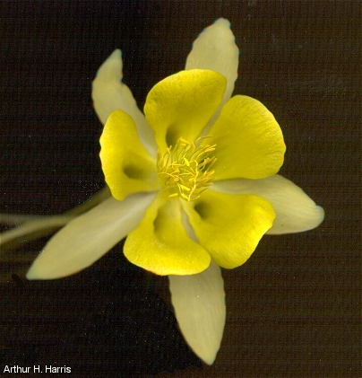 Golden Columbine image