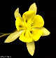 thumbnail of yellow columbine flower