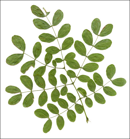 A compound leaf, Golden-ball Lead Tree (<i>Leucaena retusa</i>)