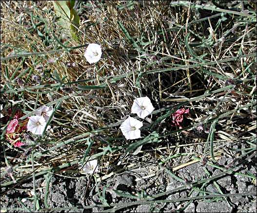 Roadside member of the Morning Glory family