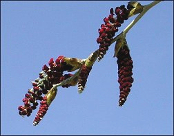 Cottonwood Catkins