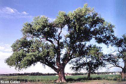 mature cottonwood tree