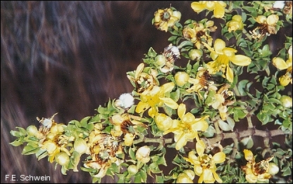 creosotebush twig